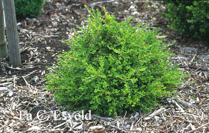 Buxus microphylla 'Korean Compact'