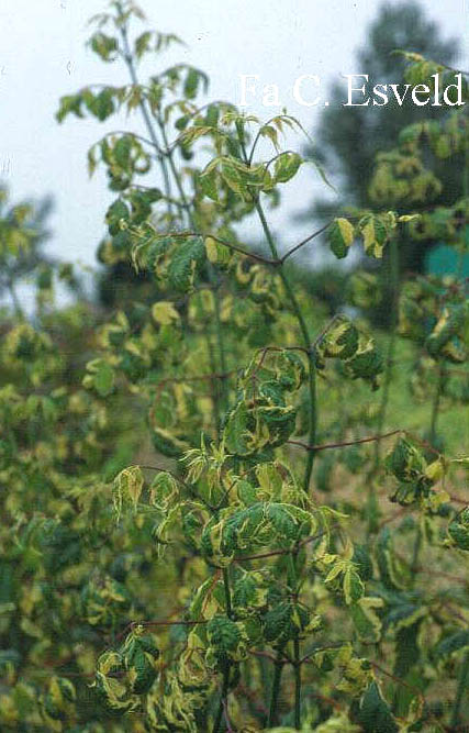 Acer negundo 'Elegans'