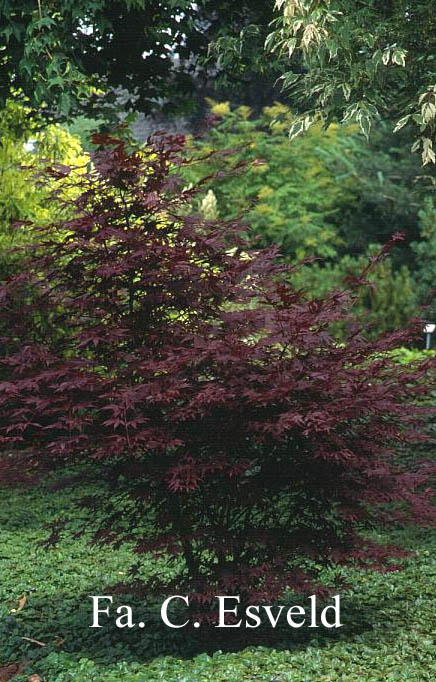 Acer palmatum 'Fireglow'