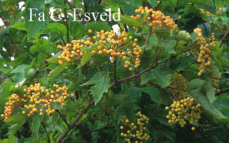 Viburnum sargentii 'Susquehanna'