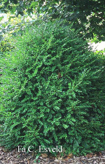 Buxus sempervirens 'Arabeske' (3220)