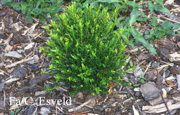 Buxus sempervirens 'Justin Brouwers'