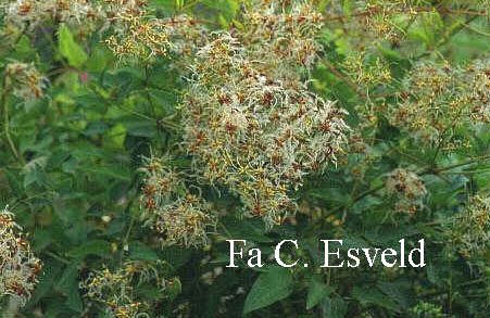 Clematis recta 'Purpurea'