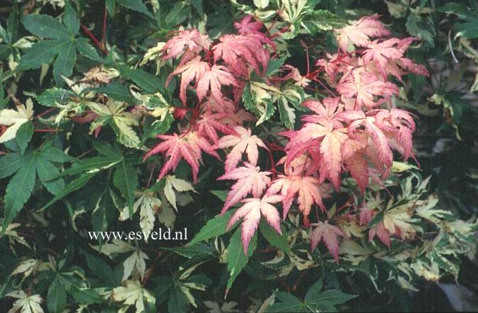 Acer palmatum 'Asahi zuru'