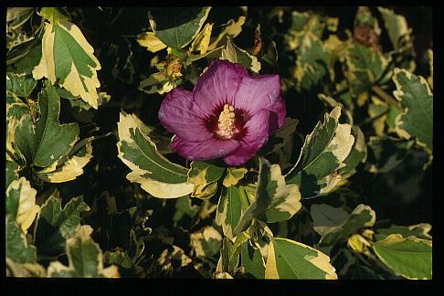 Hibiscus syriacus 'Meehanii'