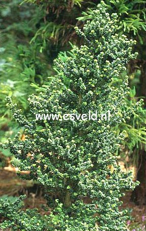 Ilex crenata 'Dwarf Pagoda'