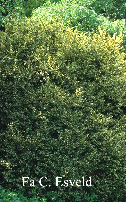 Buxus sempervirens 'Elegantissima'