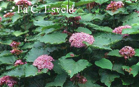 Clerodendrum bungei