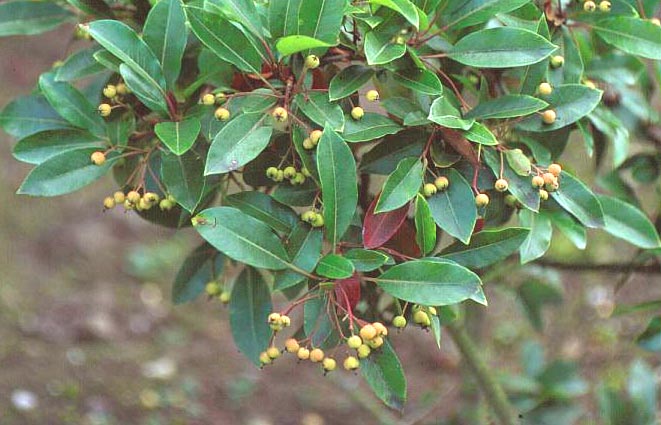 Photinia lasiogyna