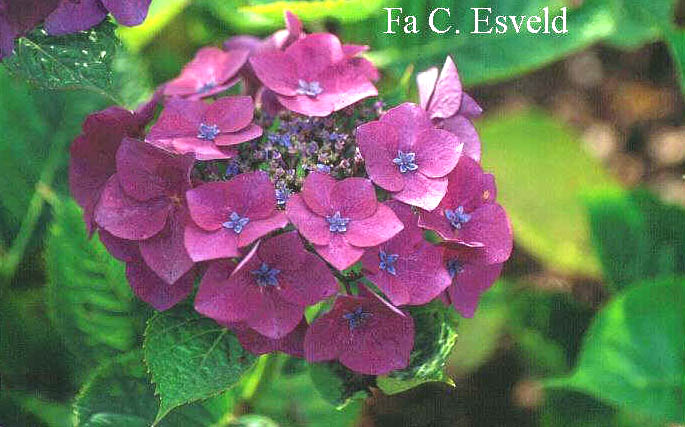 Hydrangea macrophylla 'Buchfink'