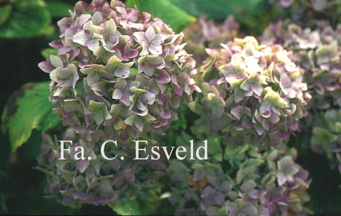 Hydrangea macrophylla 'Otaksa'