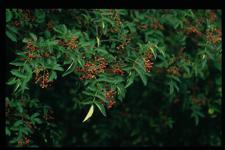 Zanthoxylum simulans