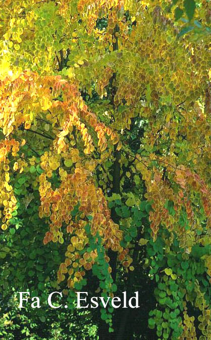 Cercidiphyllum japonicum