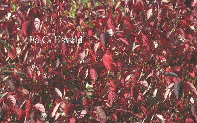 Cornus alba 'Sibirica'