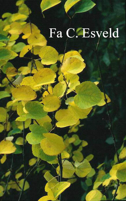 Cercidiphyllum japonicum sinense