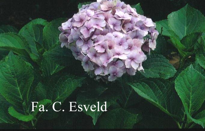 Hydrangea macrophylla 'Amethyst' (MAGICAL AMETHYST)