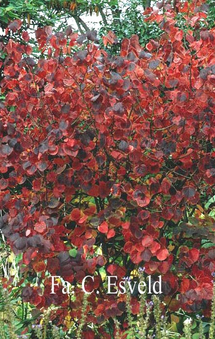 Disanthus cercidifolius