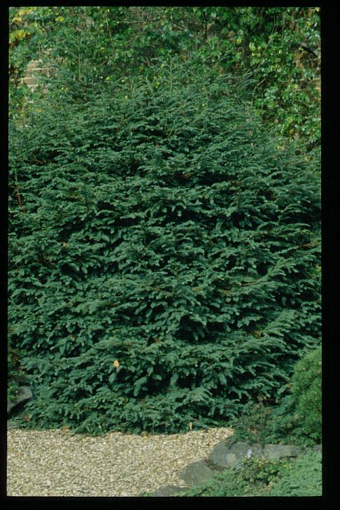 Sequoia sempervirens 'Prostrata'