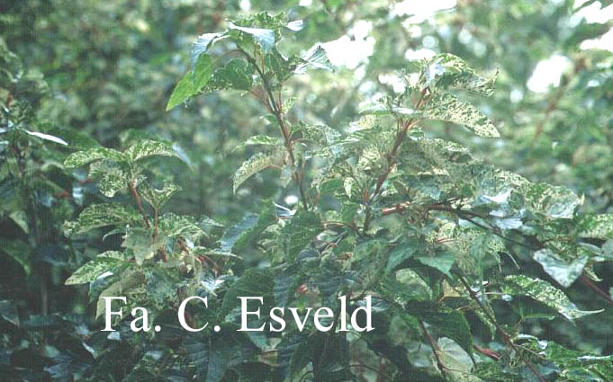 Acer rubescens 'Silver Cardinal'