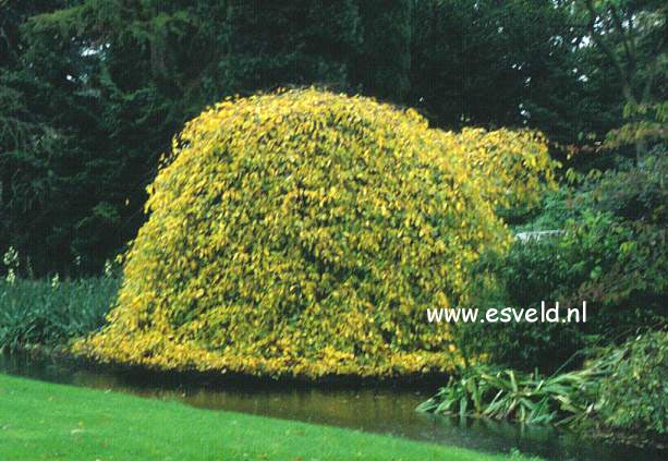 Carpinus betulus 'Pendula'