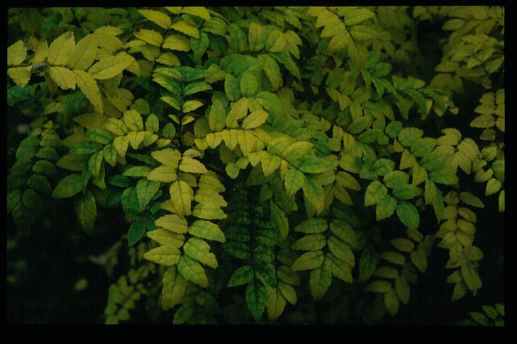 Zanthoxylum piperitum