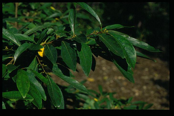 Lindera erythrocarpa