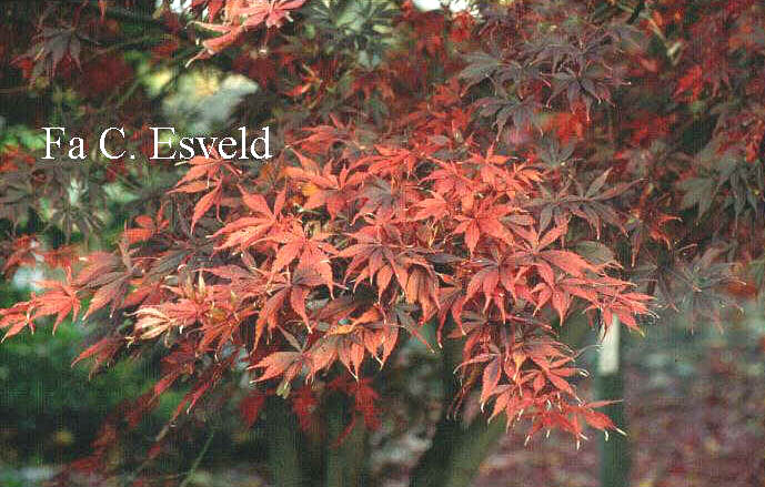 Acer palmatum 'Sumi nagashi'