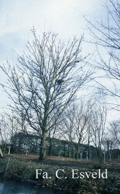 Acer platanoides 'Pyramidale Nanum'