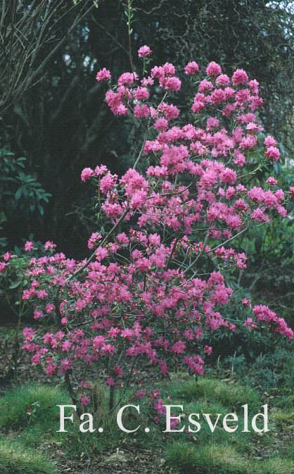 Rhododendron 'Ostara'