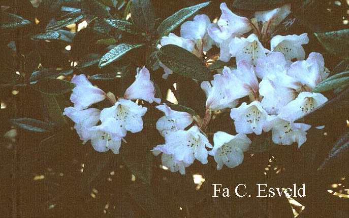 Rhododendron pachysanthum