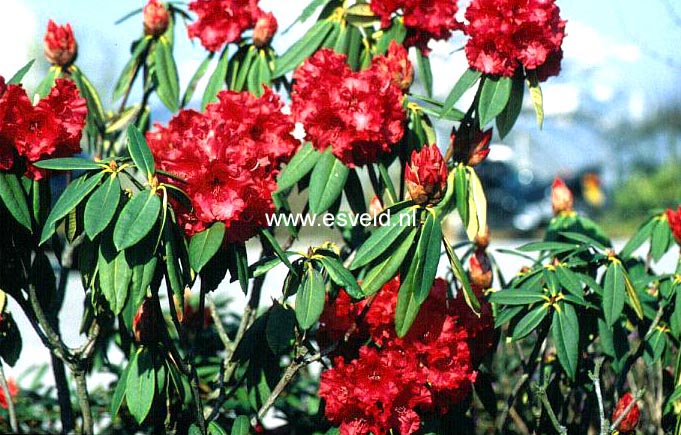 Rhododendron 'Taurus'