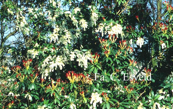 Pieris 'Firecrest'