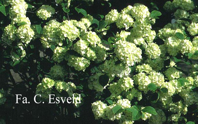 Viburnum plicatum 'Rotundifolium'