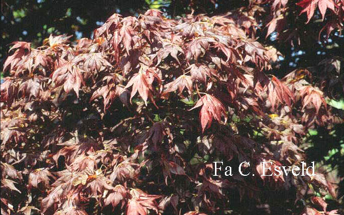 Acer palmatum 'Rubrum'