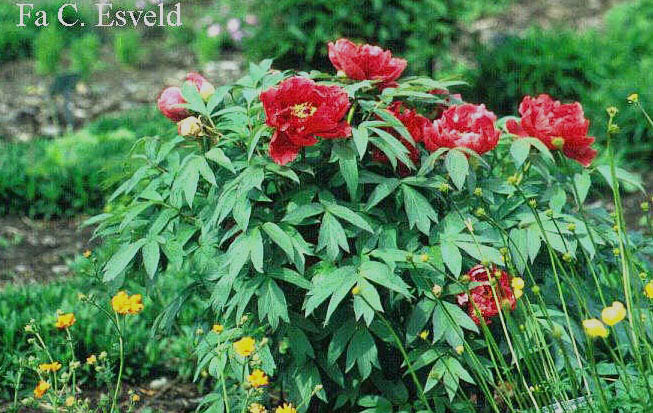 Paeonia suffruticosa 'Houki'