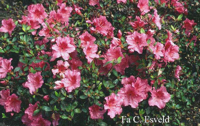 Azalea 'Vuyk's Rosyred'