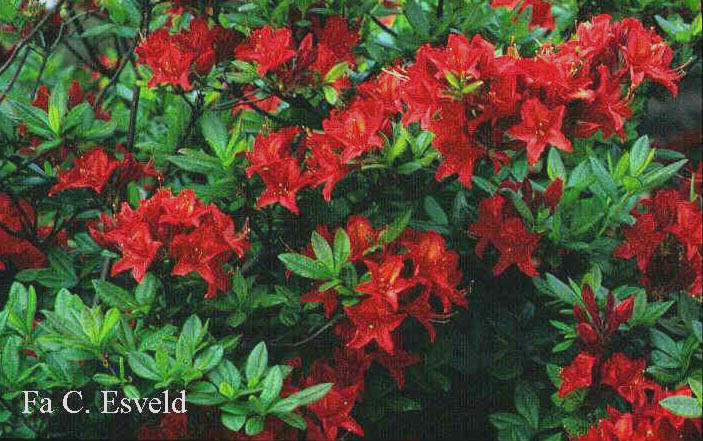 Azalea 'Diorama'