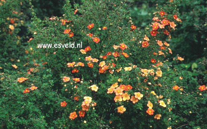 Potentilla fruticosa 'Orangeade'