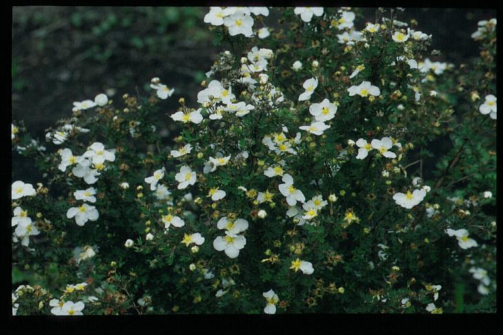 Potentilla fruticosa 'Abbotswood'