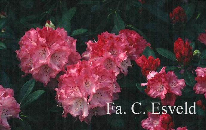 Rhododendron 'Rendezvous'