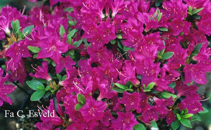 Azalea 'Purpurtraum'