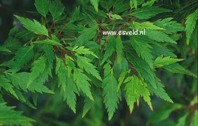 Acer palmatum 'Koshi mino'