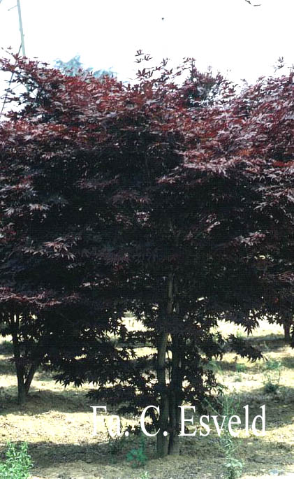 Acer palmatum 'Fireglow'