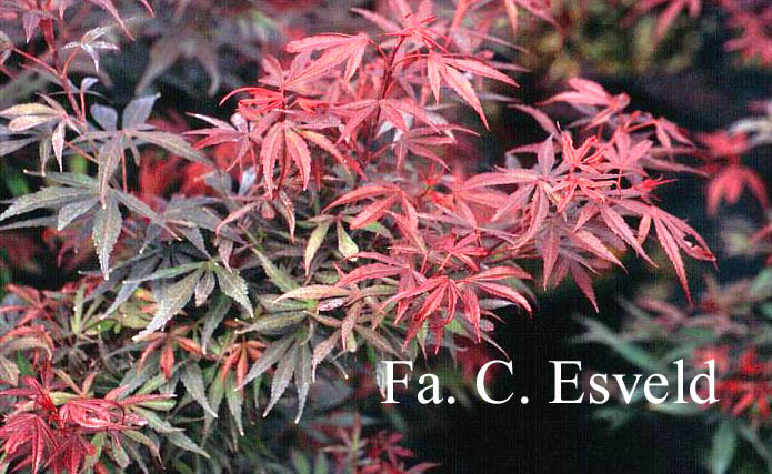 Acer palmatum 'Shaina'