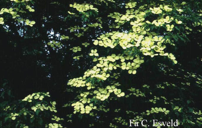 Cornus capitata