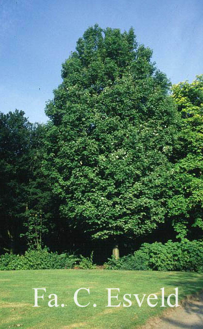 Acer rubrum 'Scanlon'