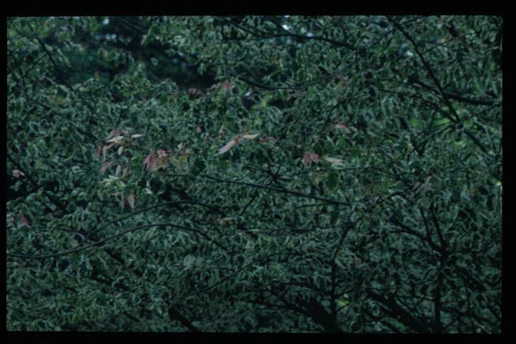 Zelkova serrata 'Variegata'