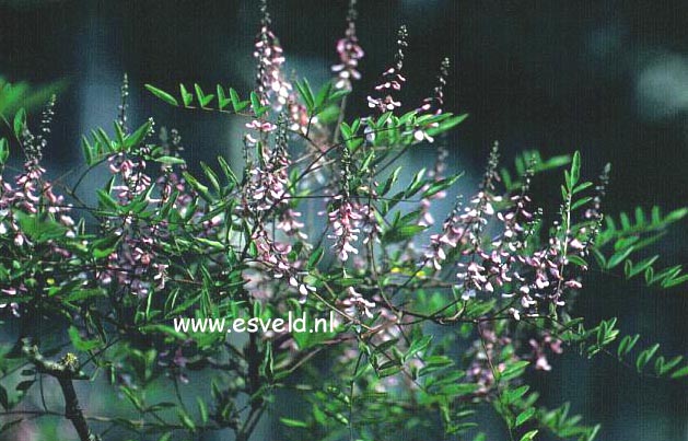 Indigofera amblyantha