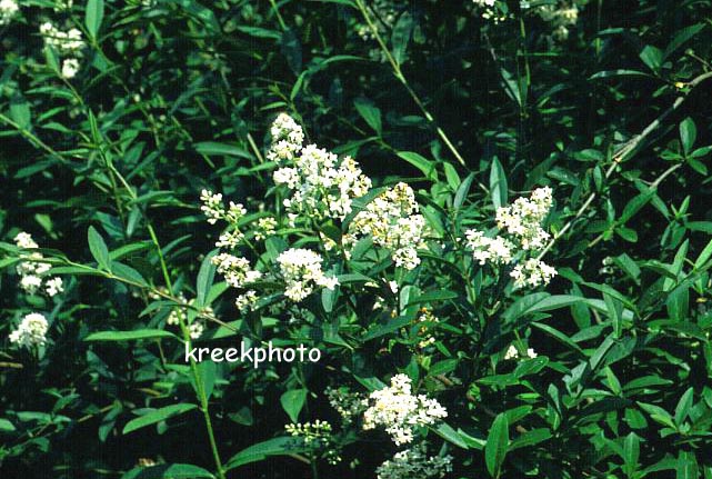 Ligustrum vulgare