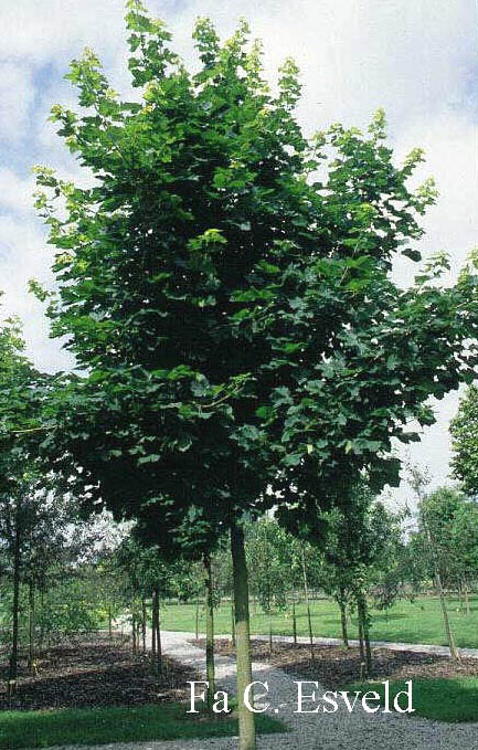 Acer platanoides 'Farlake's Green'